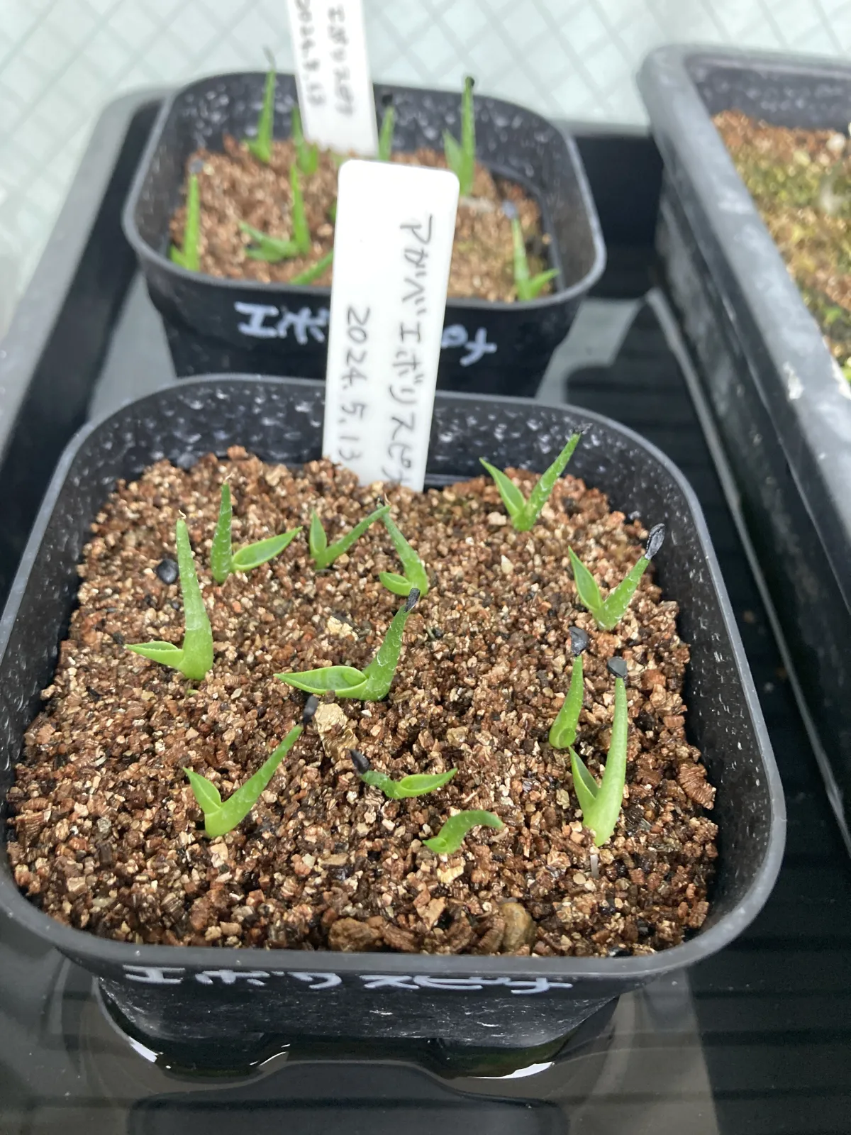 Agave utahensis var. eborispina 'Hayford' (アガベ エボリスピナ ヘイフォード)