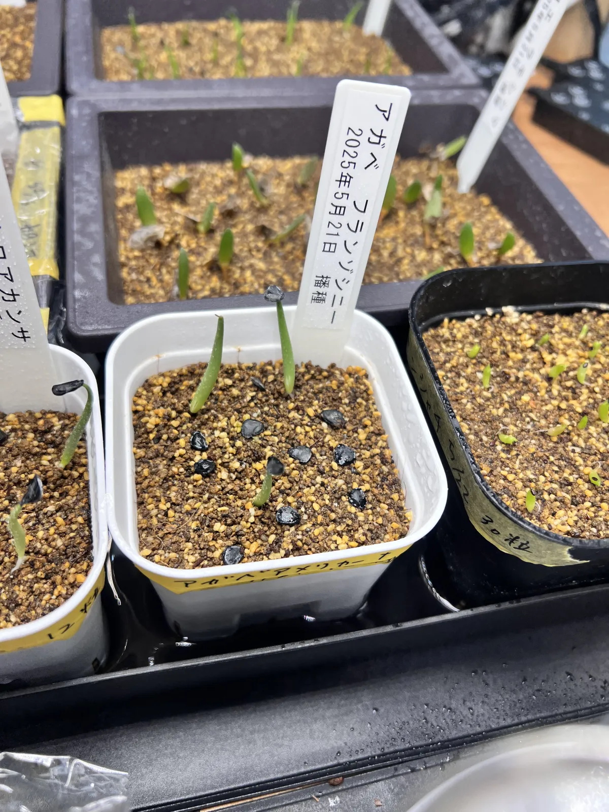 Agave americana var. franzosinii (アガベ フランゾシニー)