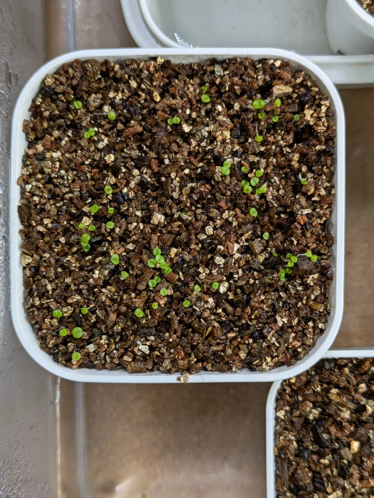 Argyroderma mix mix (アルギロデルマ)