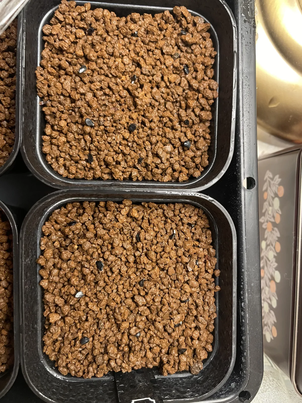 Agave horrida 'Chocolate Thorn' (アガベ ホリダ チョコレートソーン)