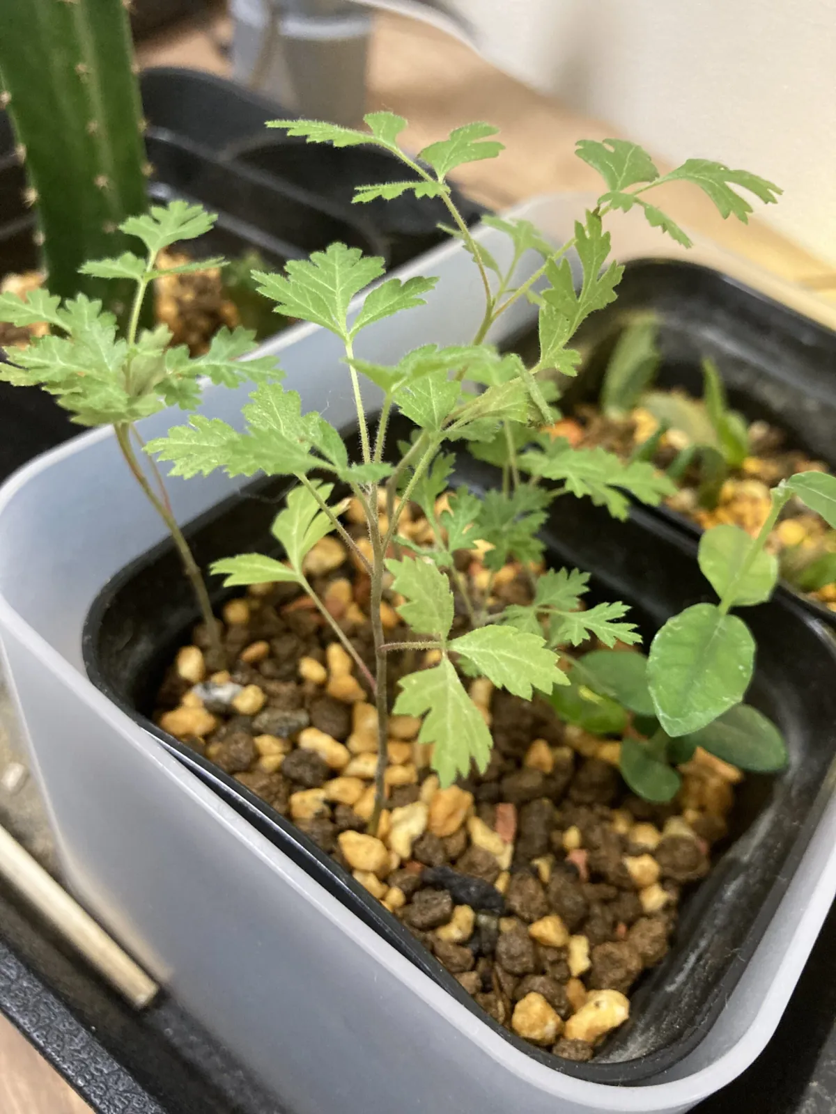 Pachycormus discolor (パキコルムス ディスカラー)