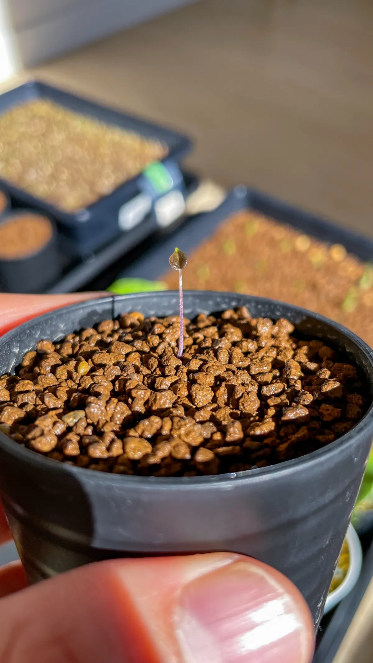 Dioscorea elephantipes (ディオスコレア エレファンティペス2023F)