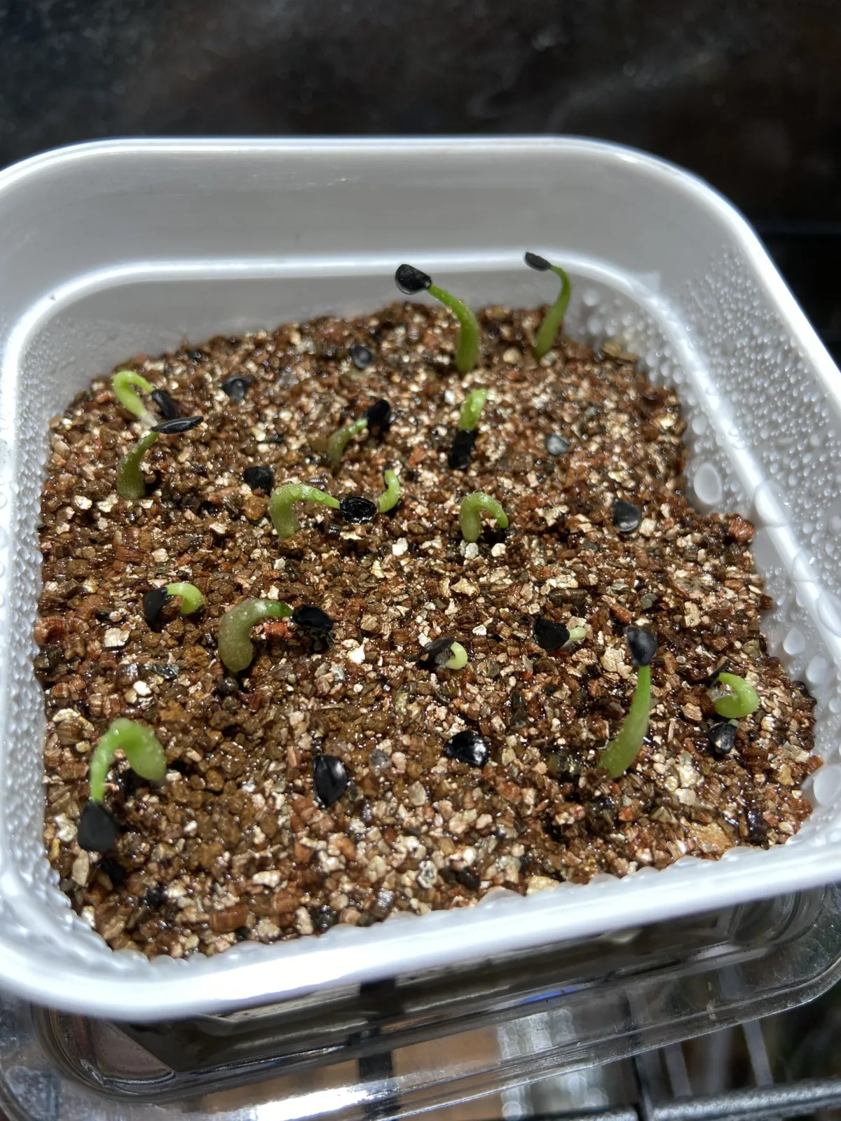 Agave oteroi (アガベ オテロイ)