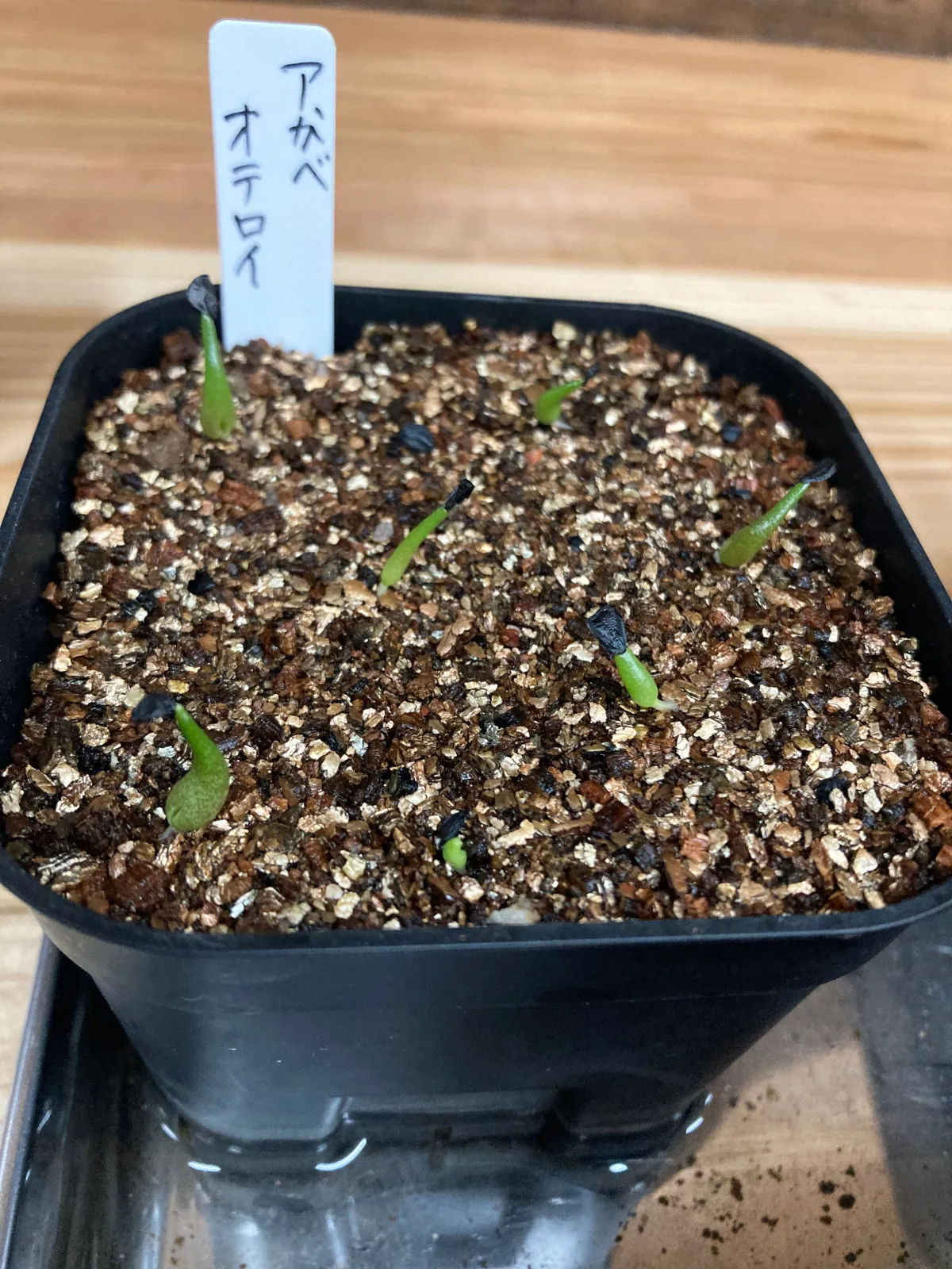 Agave oteroi (アガベ オテロイ)