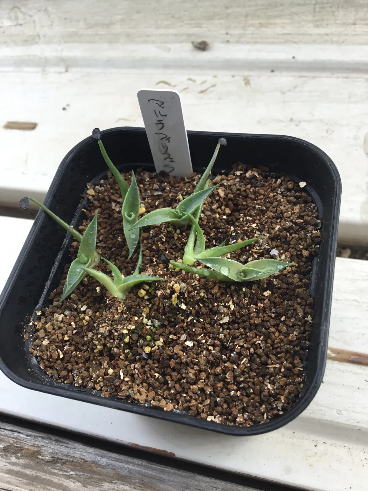 Agave multifilifera (アガベ マルチフィリフェラ)