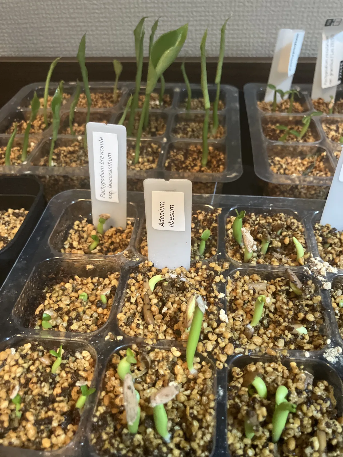 Adenium obesum (アデニウム オベスム)