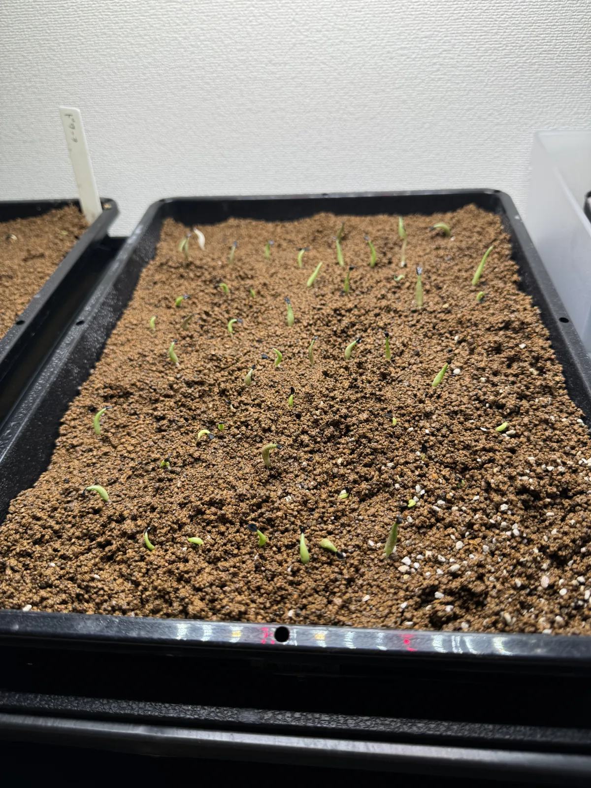 Agave oteroi (アガベ オテロイ)