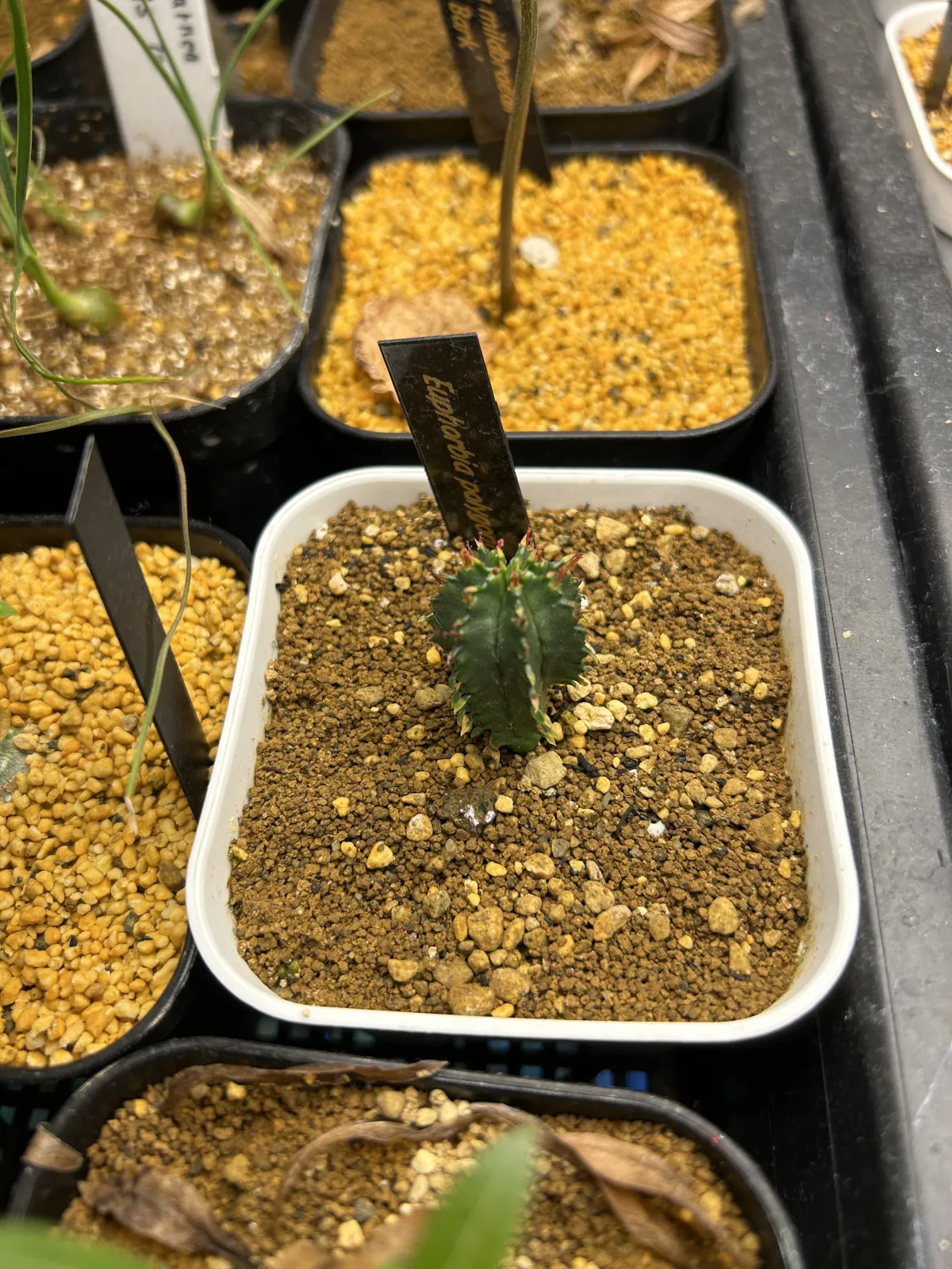 Euphorbia polygona (ユーフォルビア ポリゴナ)