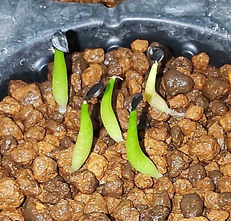 Agave oteroi (アガベ オテロイ)