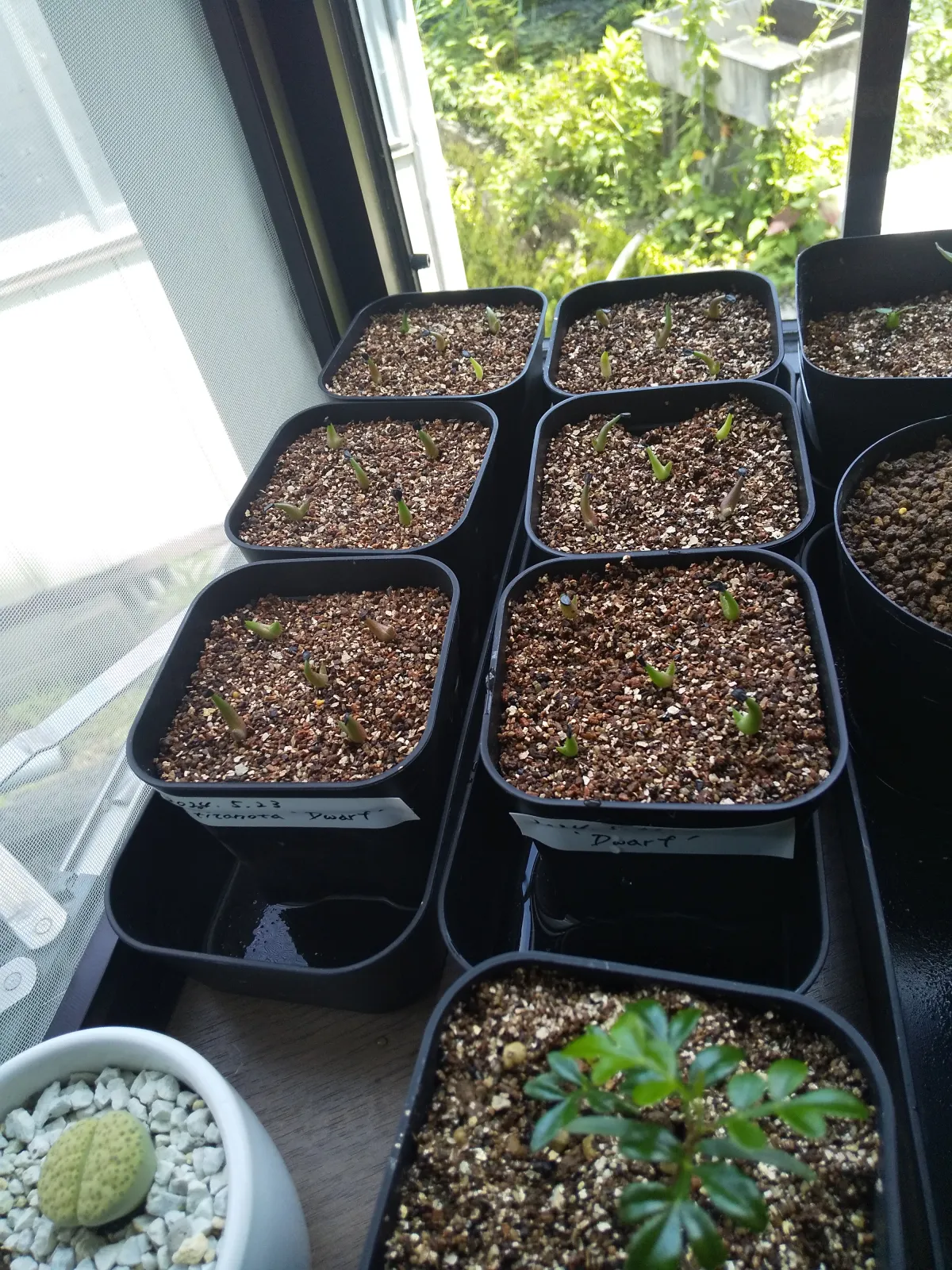 Agave titanota (アガベ チタノタ ドワーフ)