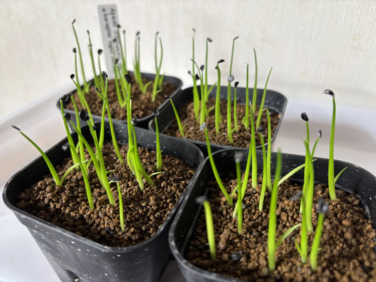  アガベ エボリスピナ ヴェガス 2023 Agave utahensis var. eborispina 'Vegas' Lot.2023