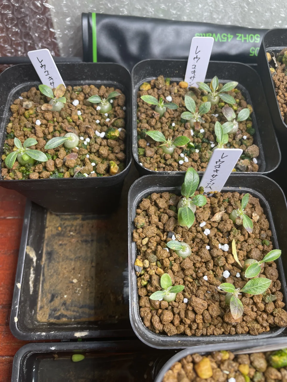 Pachypodium brevicaule subsp. leucoxanthum (パキポディウム レウコキサンツム)