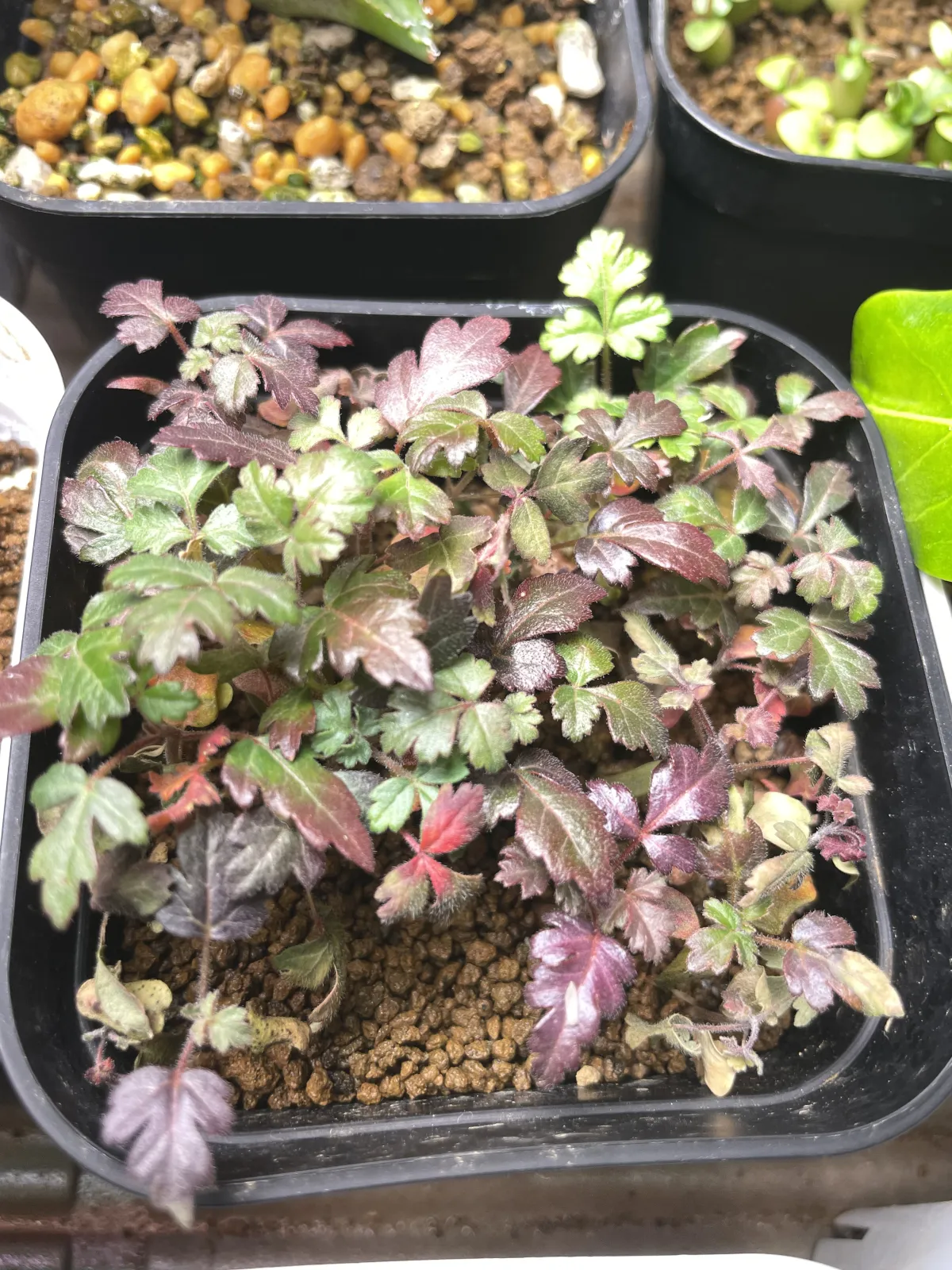 Pachycormus discolor (パキコルムス ディスカラー)