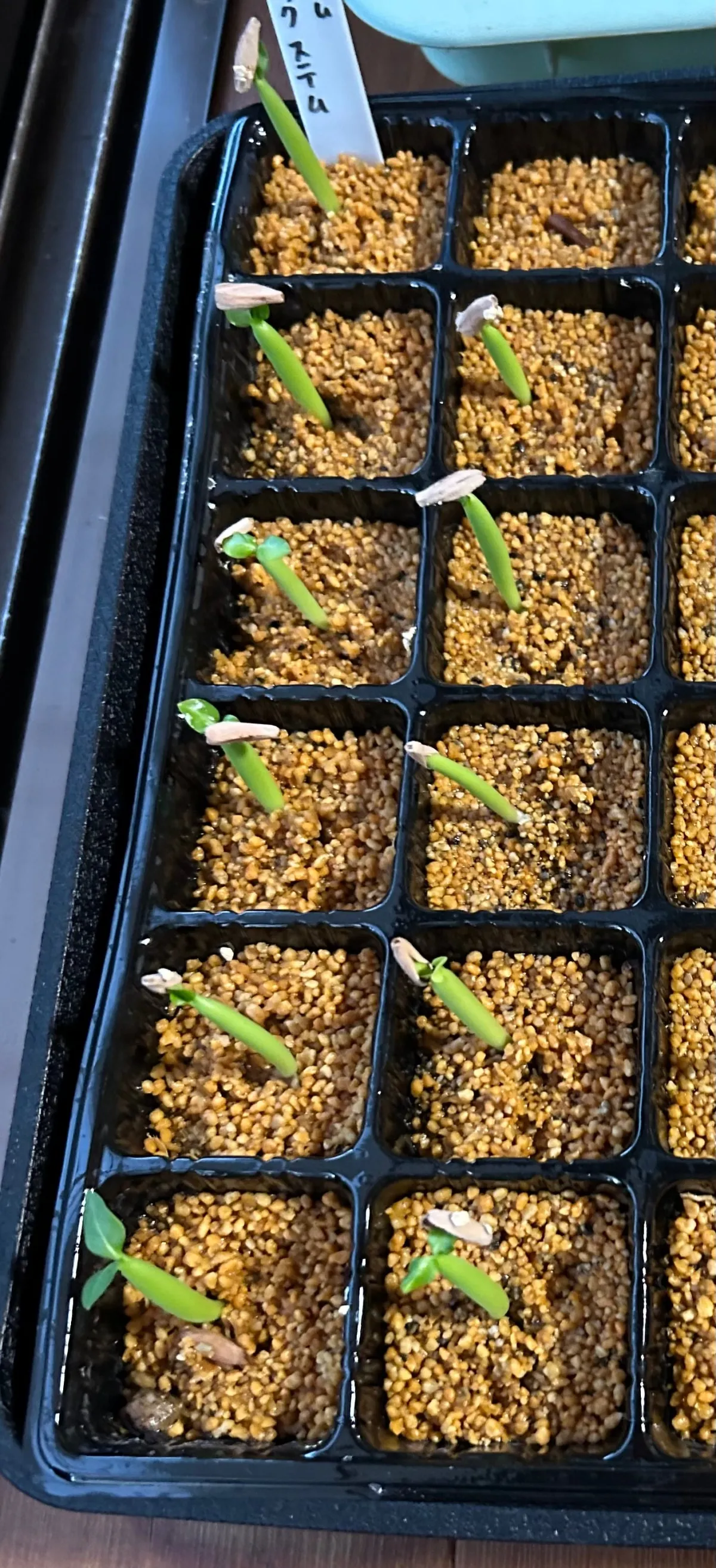 Adenium arabicum Black Stem (アデニウム アラビカム ブラックステム)