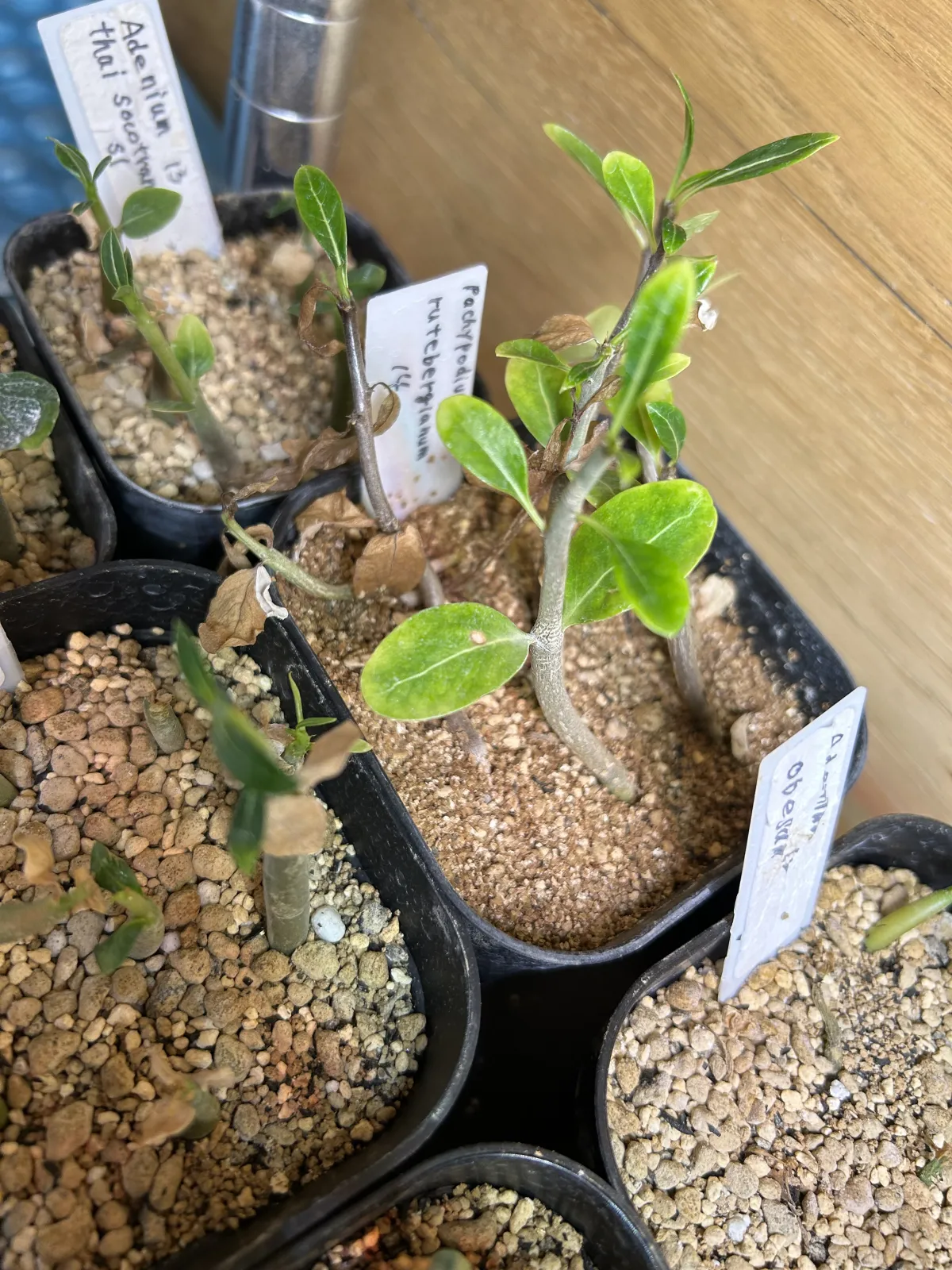 Pachypodium rutenbergianum var. rutenbergianum (パキポディウム ルテンベルギアナム)