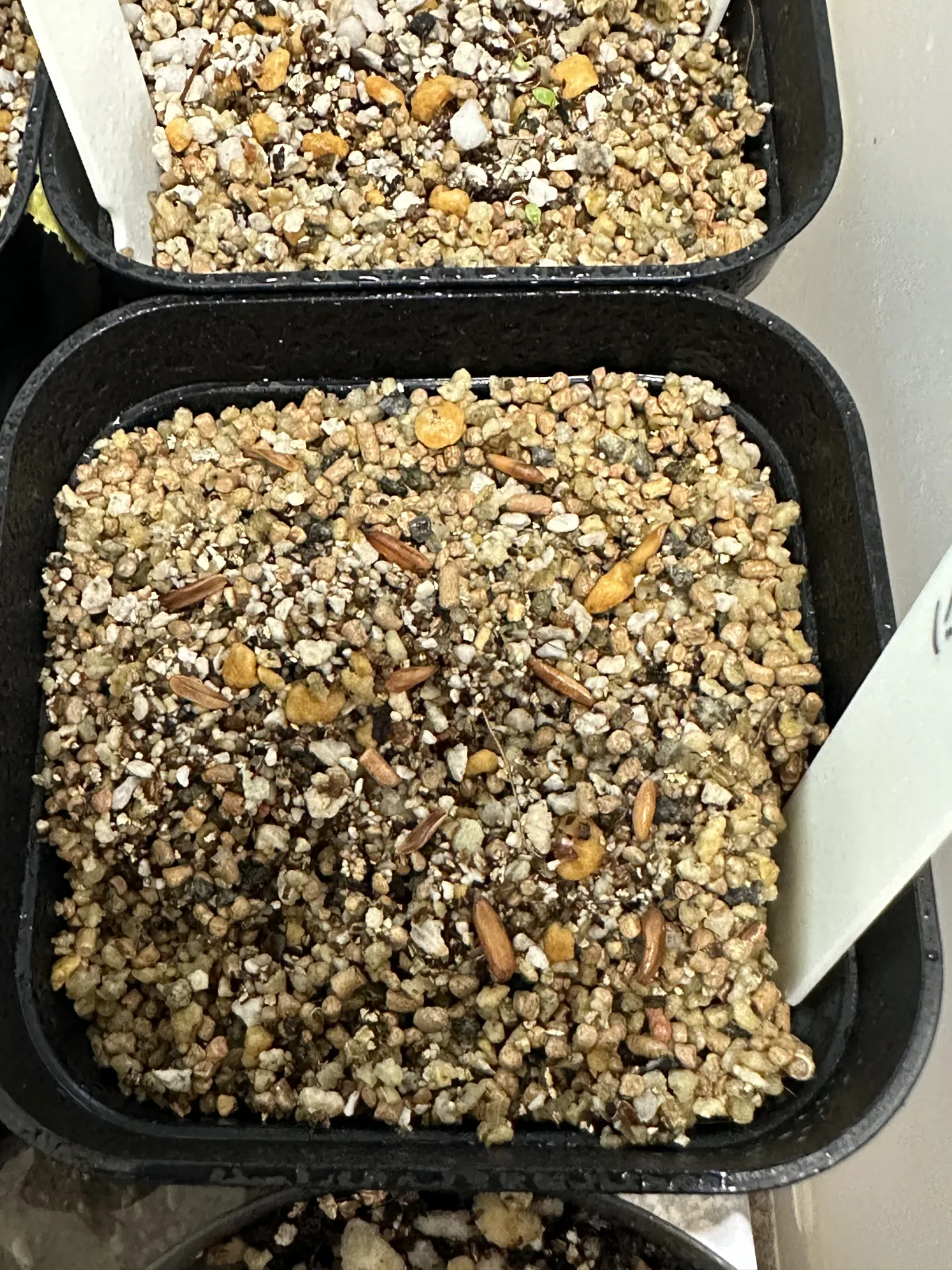 [無料種子] 発芽難 パキポディウム グラキリス　 Pachypodium rosulatum var. gracilius