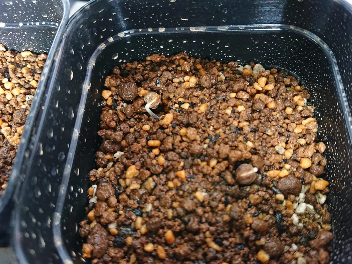 Bursera fagaroides (ブルセラ ファガロイデス)