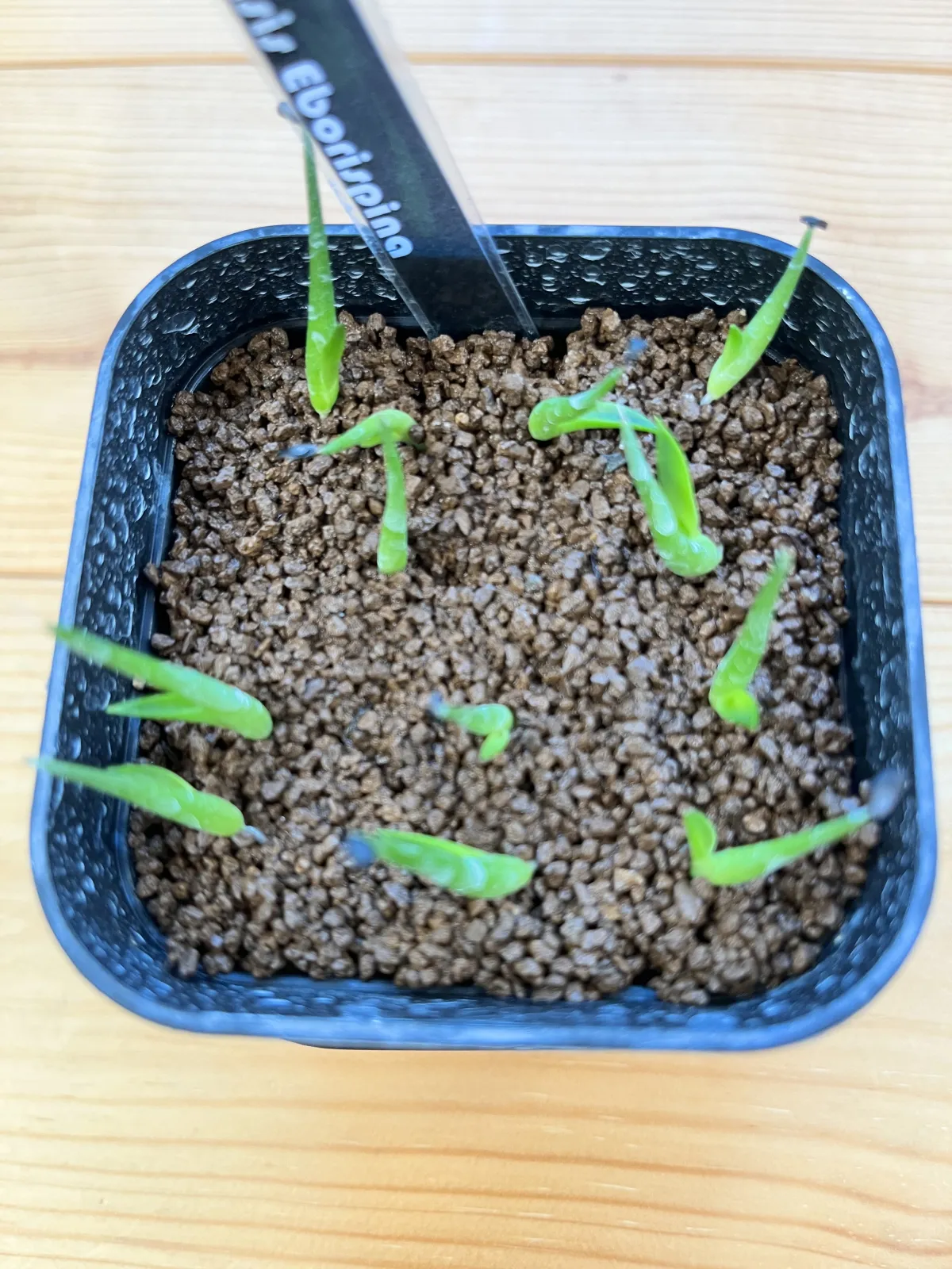 Agave utahensis var. eborispina (アガベ エボリスピナ)