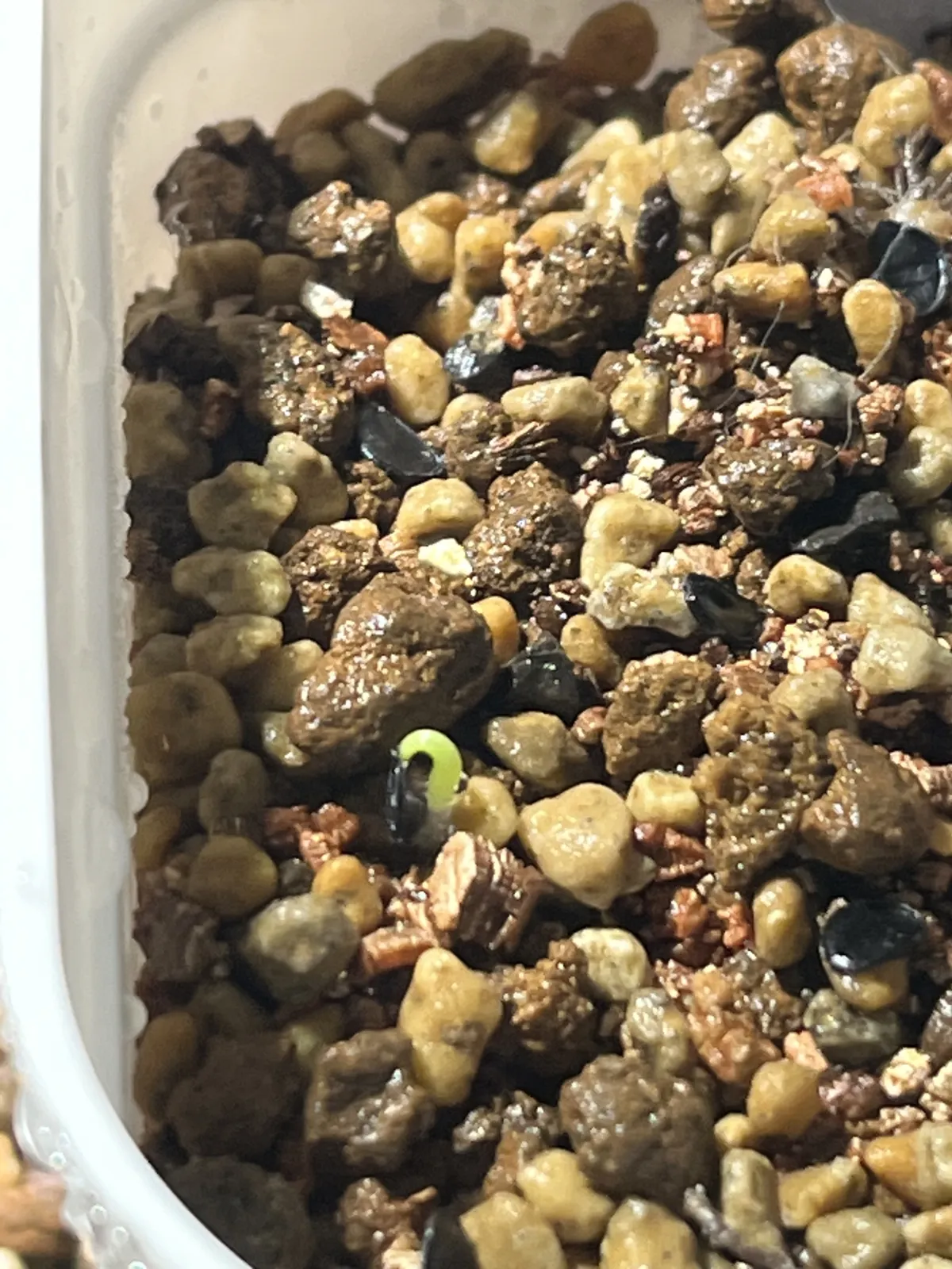 Agave victoriae-reginae Compacta (アガベ ビクトリアレジーナコンパクト)