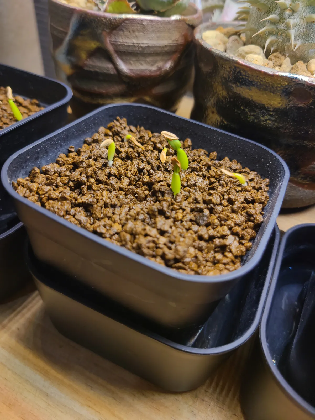 Pachypodium rosulatum var. gracilius (パキポディウム グラキリス)