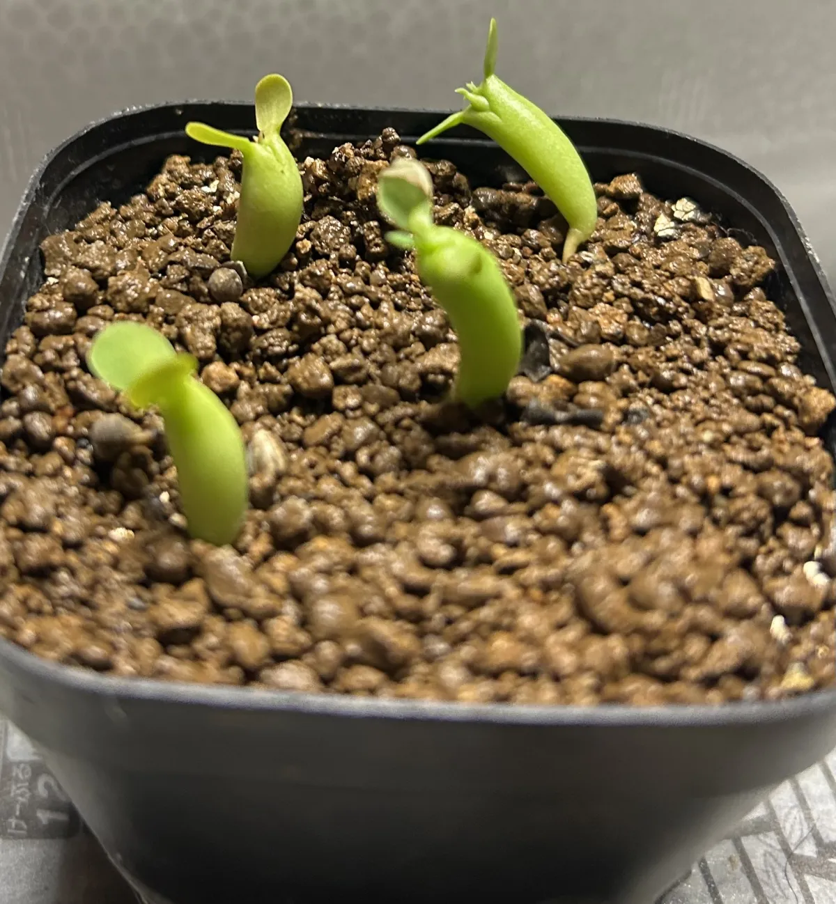 Euphorbia ferox (ユーフォルビア フェロックス)