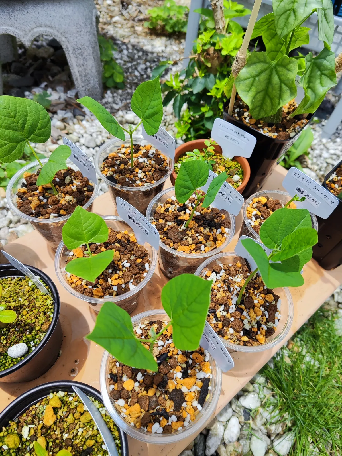 Erythrina latissima (エリスリナ ラティッシマ)