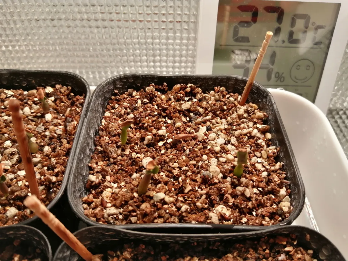 Pachypodium rosulatum var. gracilius (パキポディウム グラキリス)