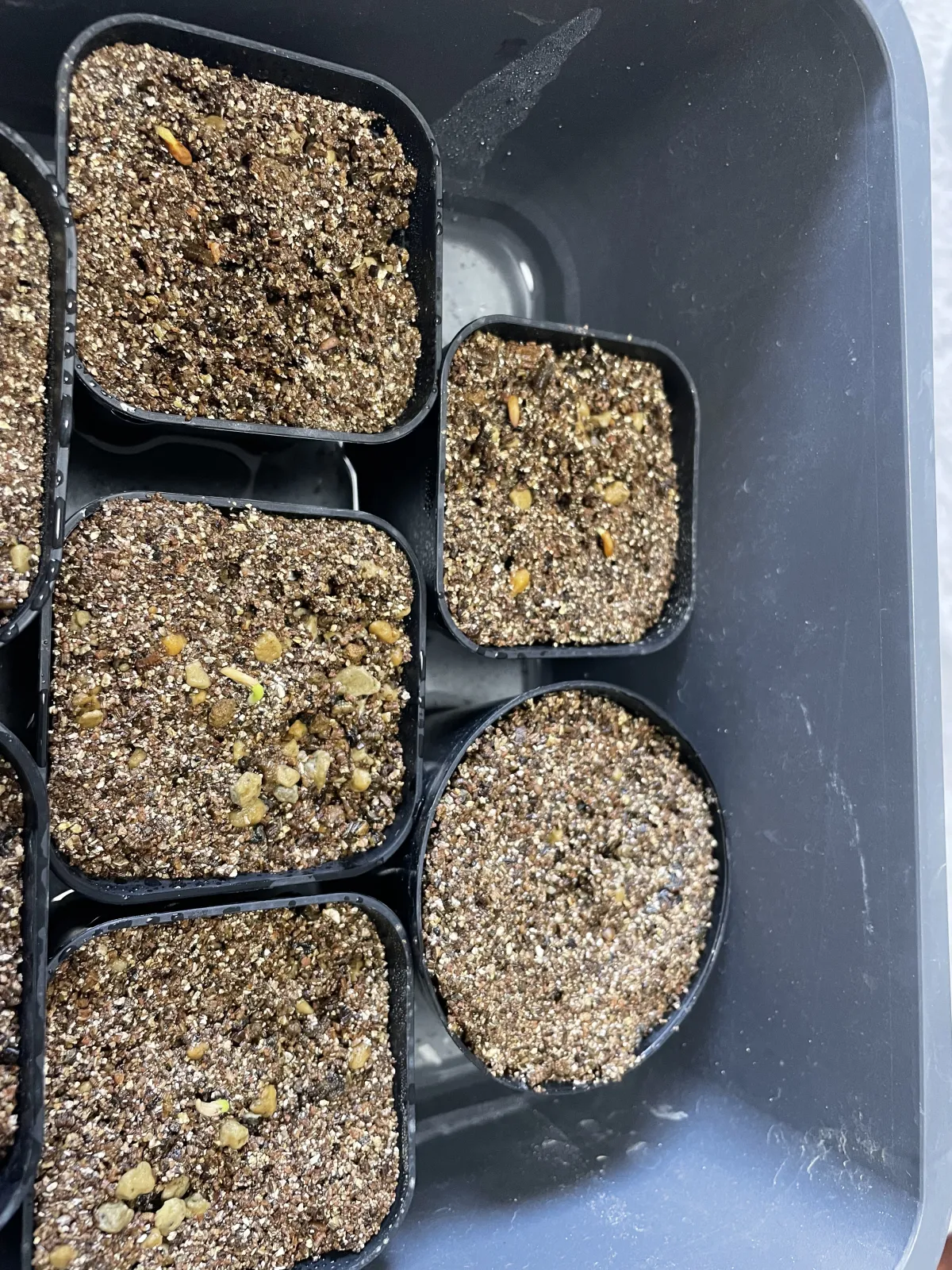 Pachypodium rosulatum var. inopinatum (パキポディウム イノピナツム)