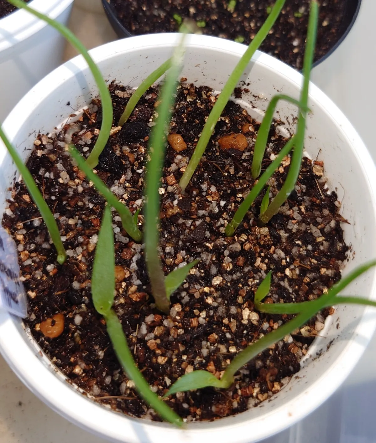 Agave seemanniana (アガベ ピグマエア)