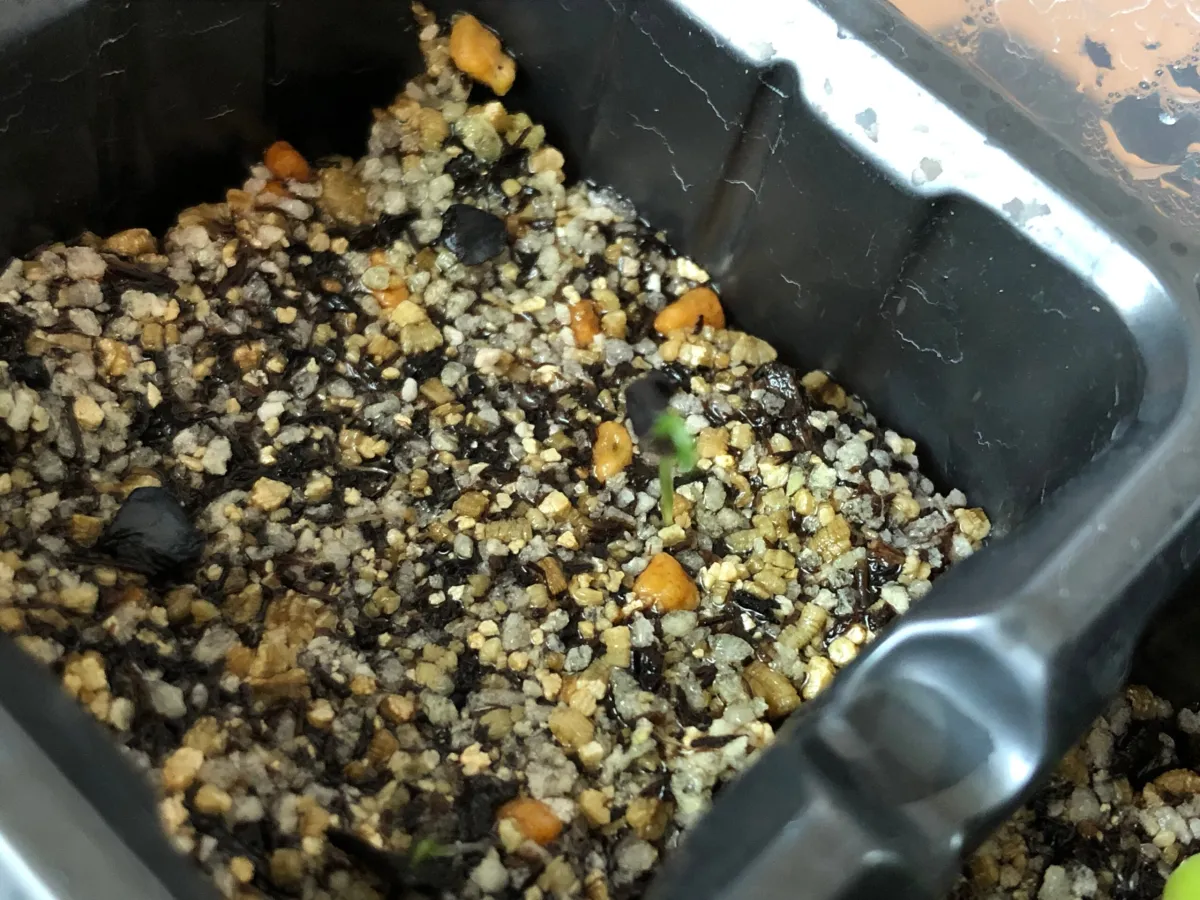 Albuca spiralis 'Frizzle Sizzle' (アルブカ スピラリス)