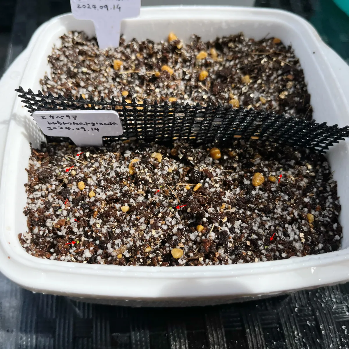 Echeveria rubromarginata (エケベリア ルブロマルジナータ)