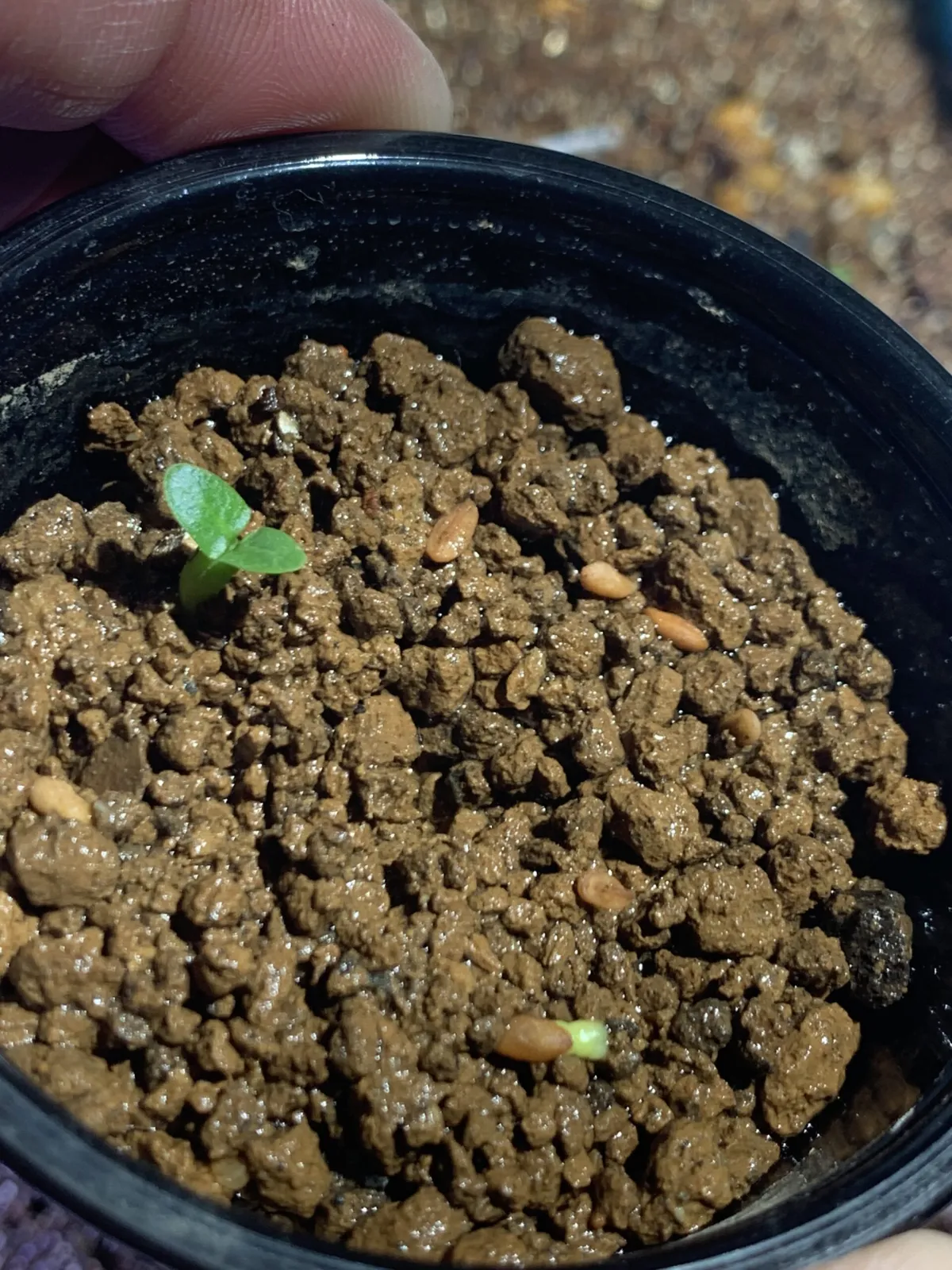 Pachypodium brevicaule subsp. leucoxanthum (パキポディウム レウコキサンツム)