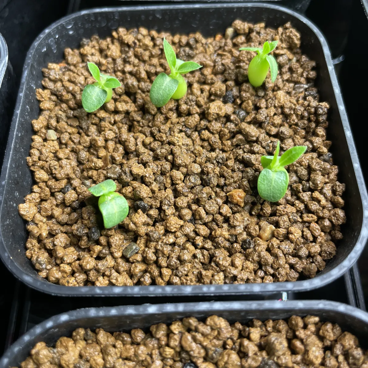 Pachypodium enigmaticum (パキポディウム エニグマチカム)