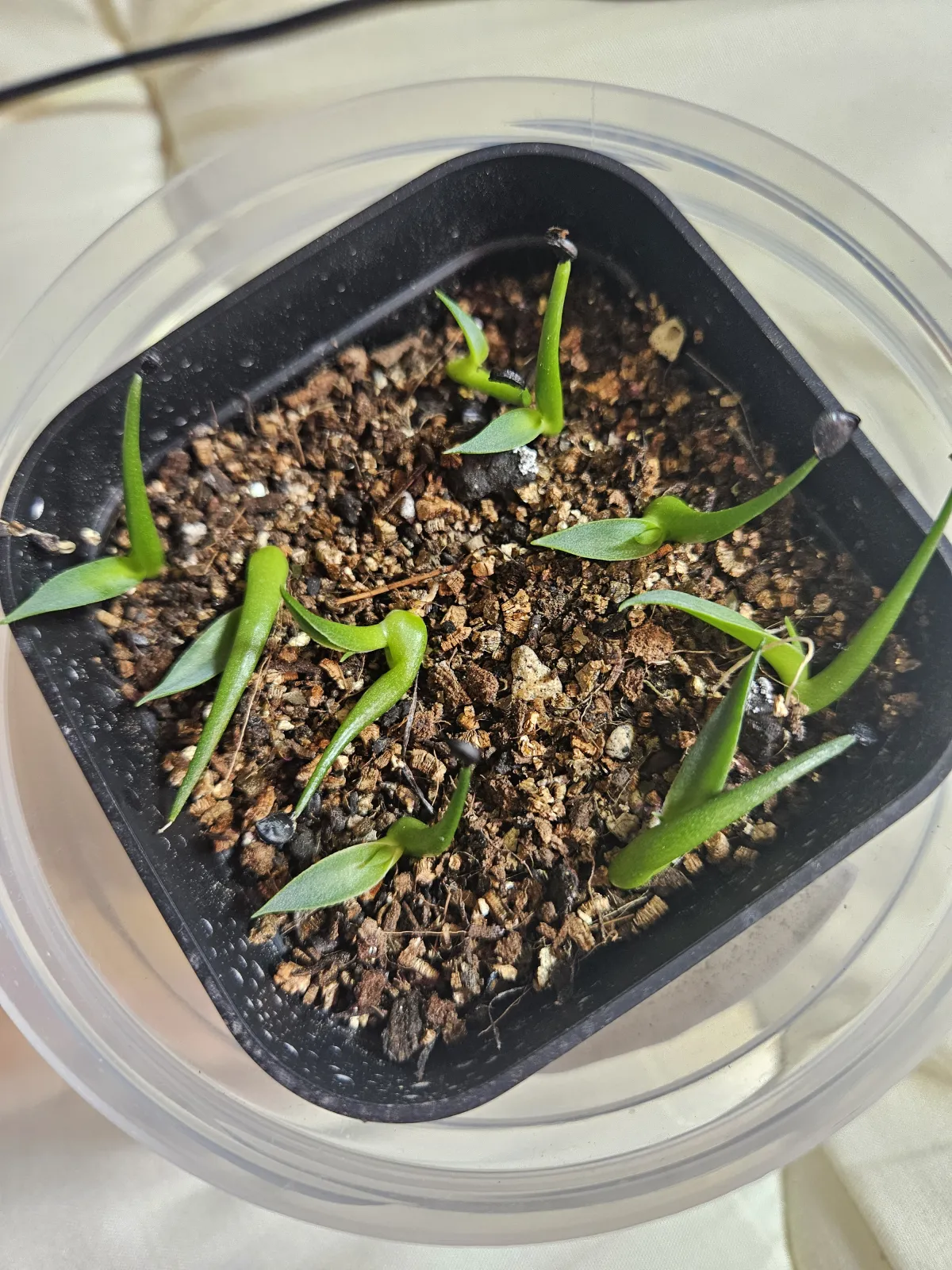 Agave utahensis var. eborispina 'Corkscrew' (アガベ ユタエンシスコークスクリュー)