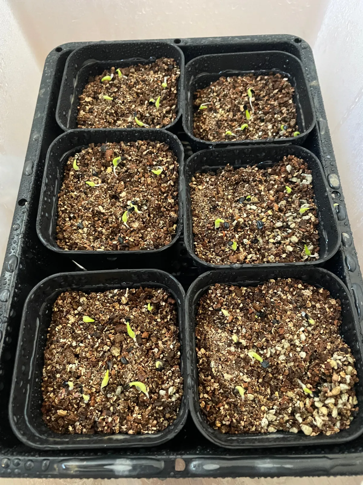 Agave oteroi (アガベ オテロイ)