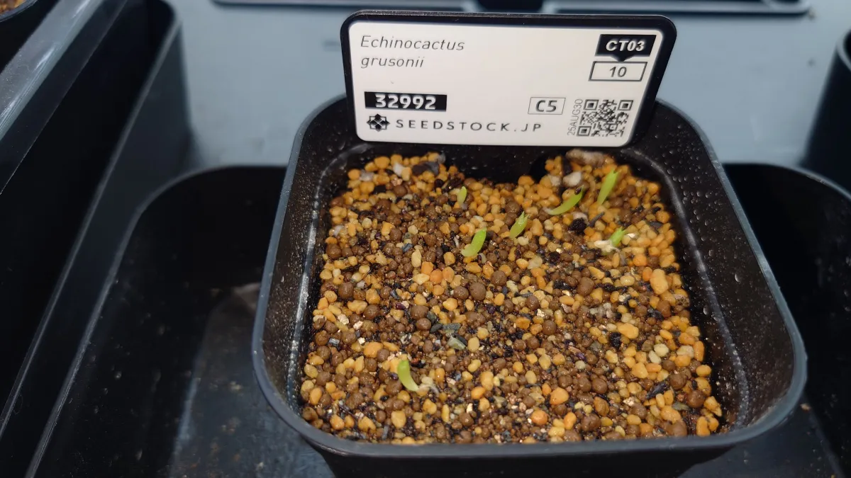 Echinocactus grusonii (エキノカクタス キンシャチ)