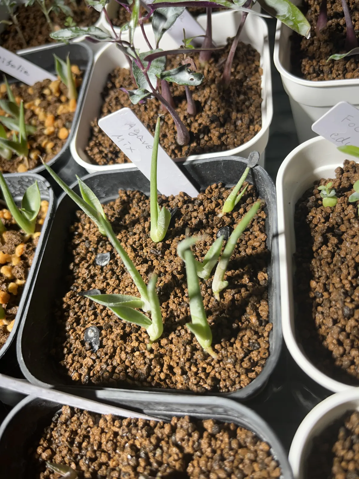  アガベ ミックス Agave Mix