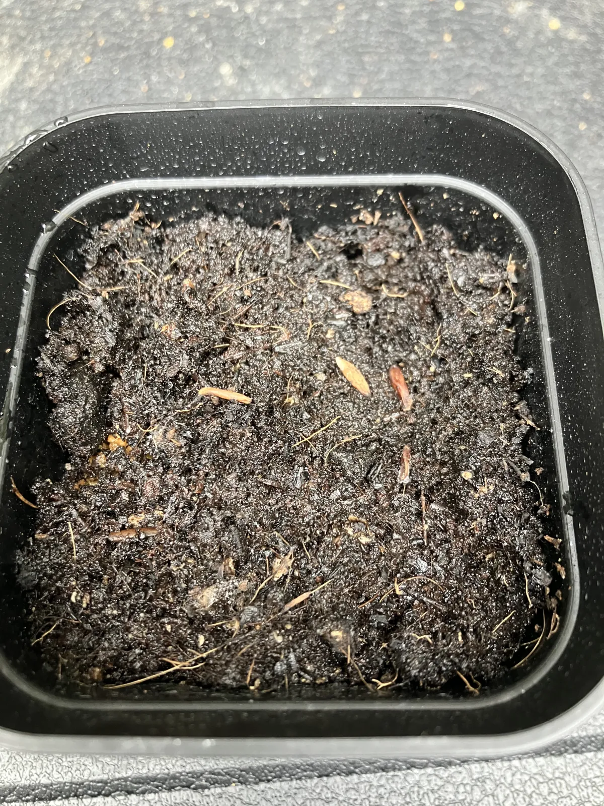 [無料種子] 発芽難 パキポディウム グラキリス　 Pachypodium rosulatum var. gracilius