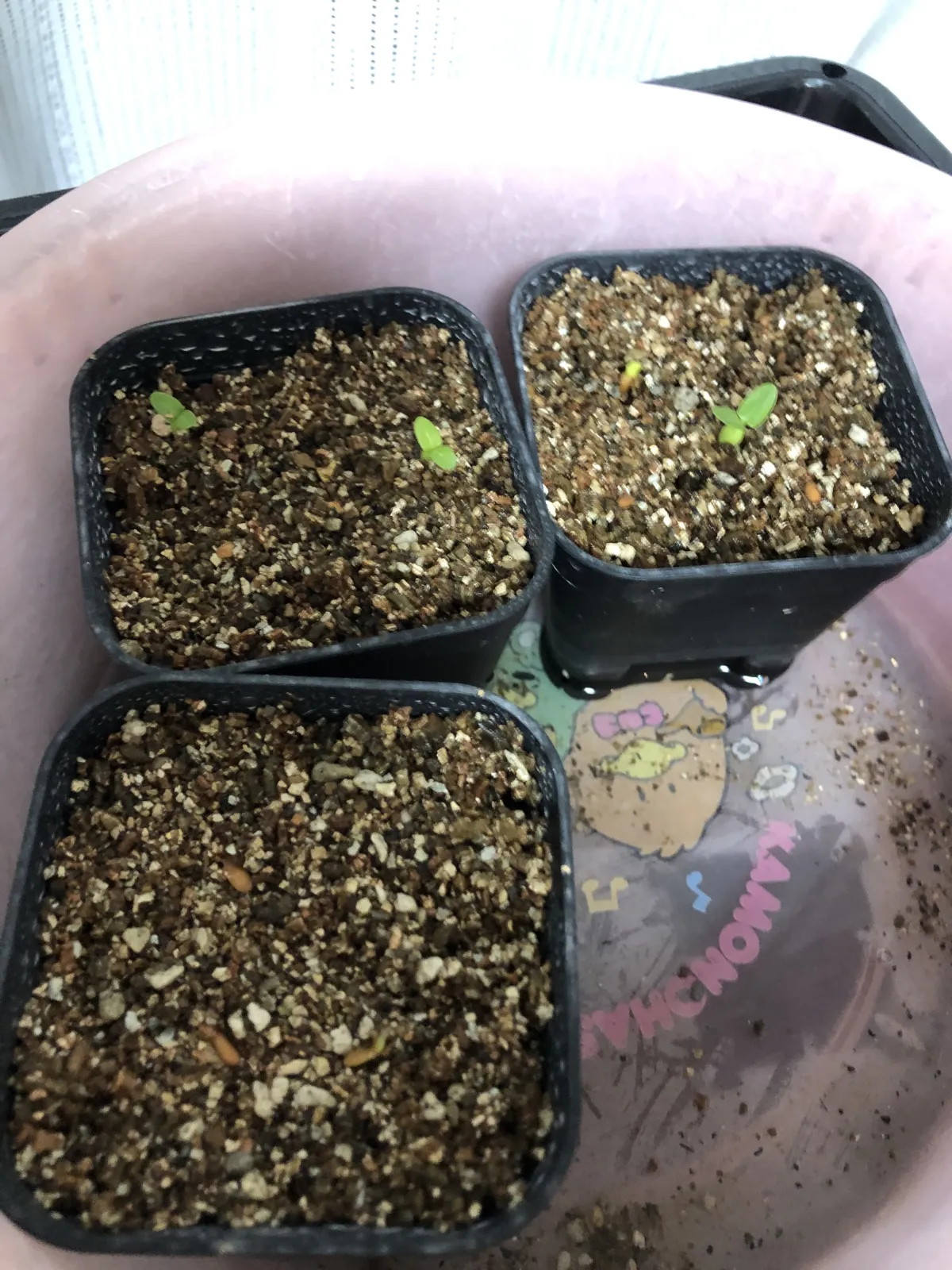 Pachypodium brevicaule subsp. leucoxanthum (パキポディウム レウコキサンツム)