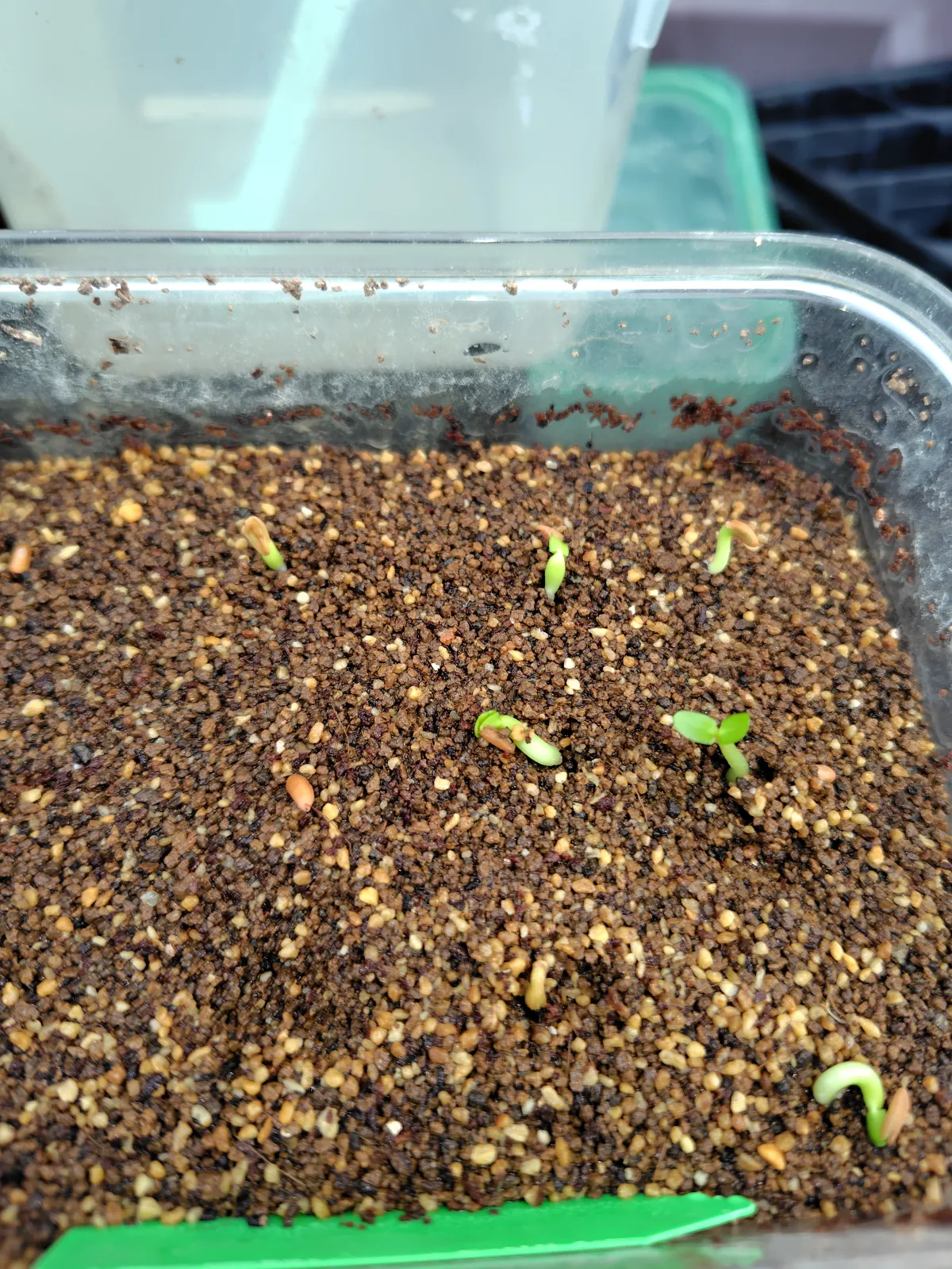 Pachypodium brevicaule subsp. leucoxanthum (パキポディウム レウコキサンツム)