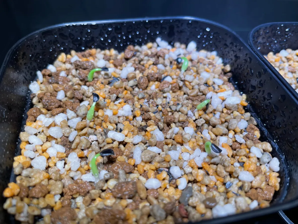 Agave oteroi (アガベ オテロイ)