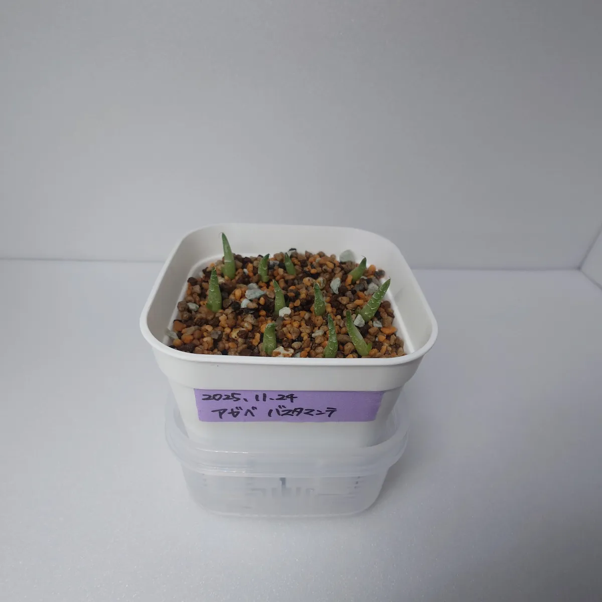 Agave victoriae-reginae 'Bustamante' (アガベ バスタマンテ)