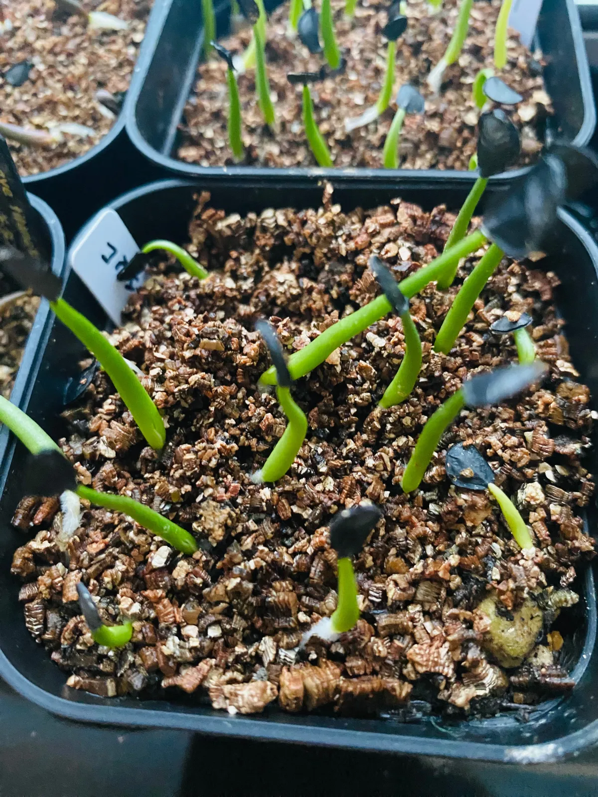 Agave parryi var. couesii (アガベ コウエシー)