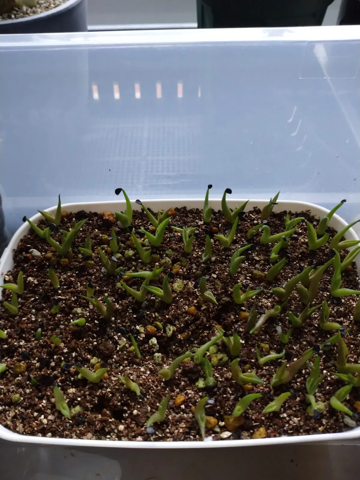  アガベ ★★★ロイ Agave ★★★roi