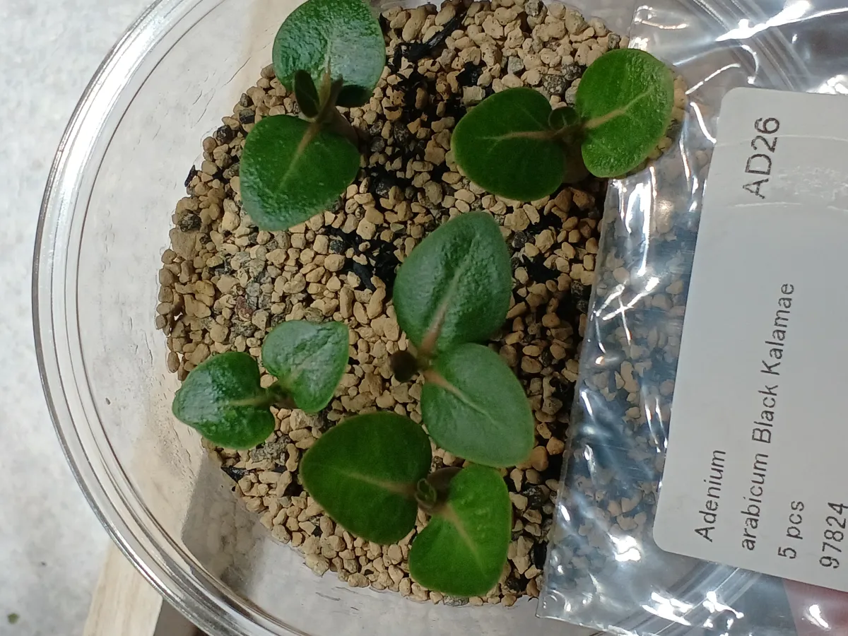 Adenium arabicum Black Karamae (アデニウム ブラックカラマエ)