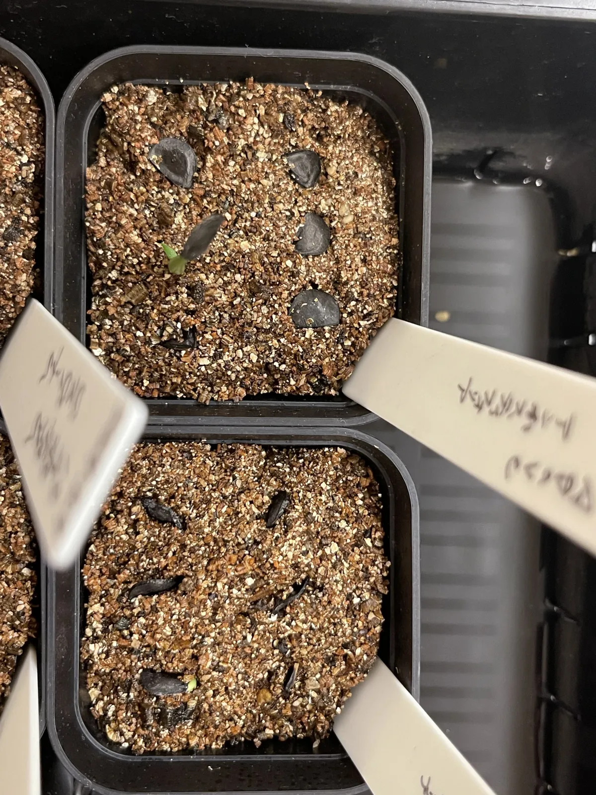 Agave angustifolia (アガベ アンガスティフォリア)