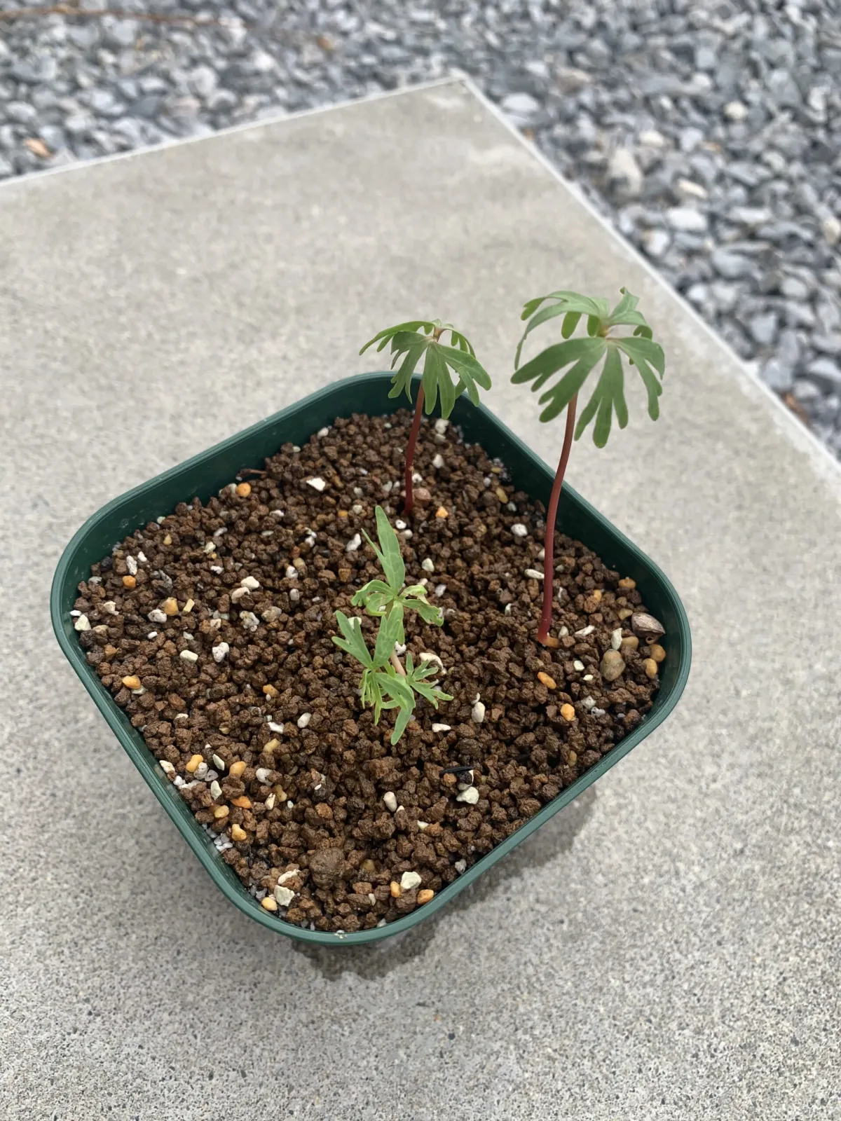 Bursera fagaroides (ブルセラ ファガロイデス)