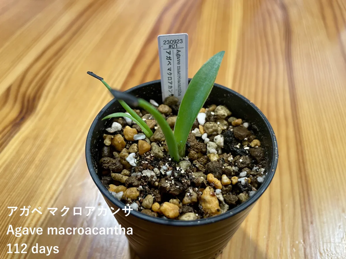 Agave macroacantha (アガベ マクロアカンサ 八荒殿)