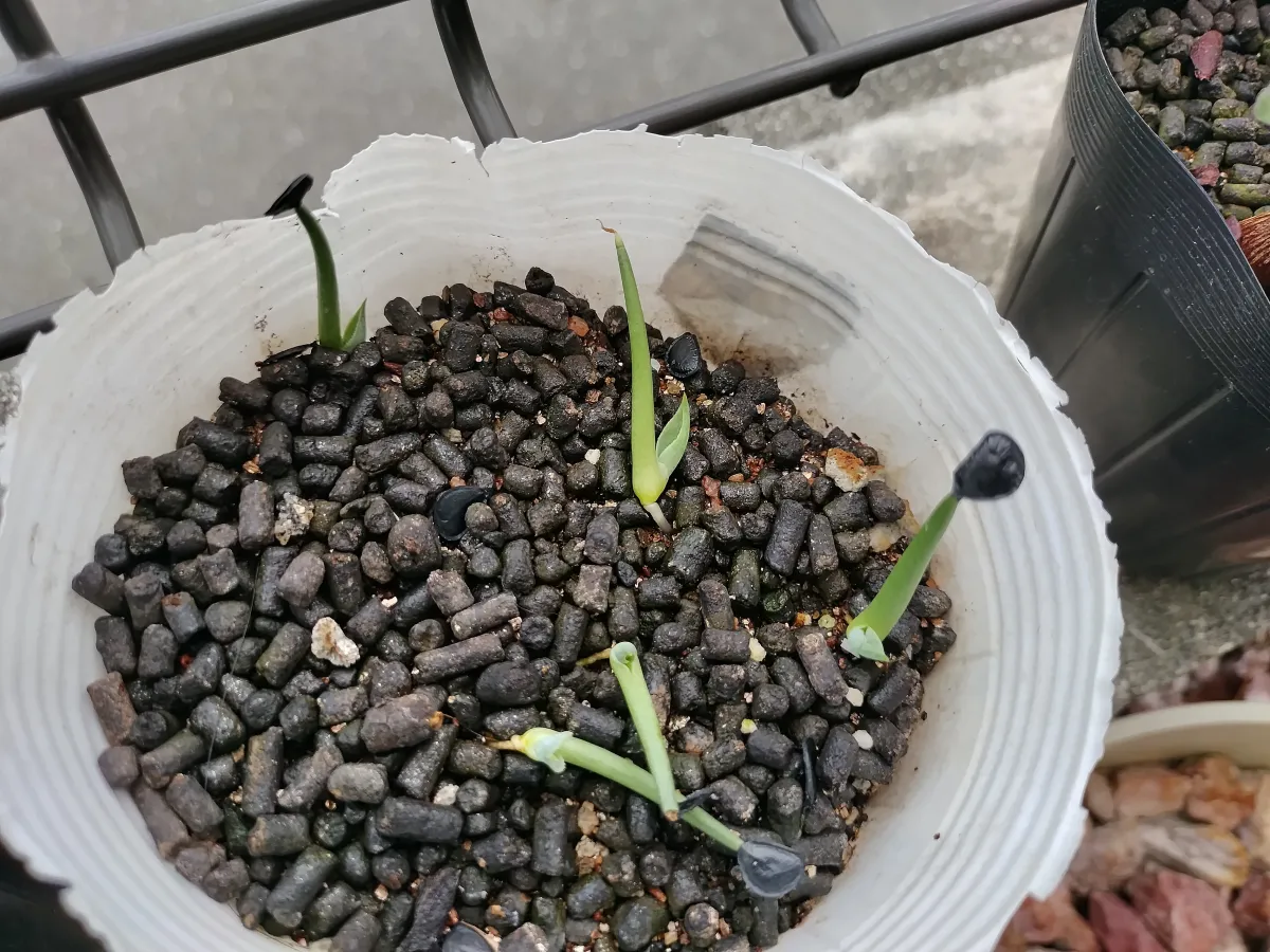 Agave parryi var. huachucensis 'Wakefield' (アガベ パリー ウェイクフィールド)