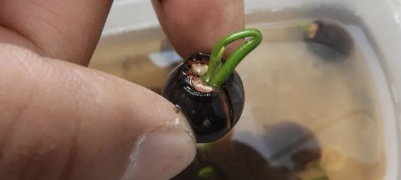 Nelumbo nucifera blue (ハス ヌキフェラ ブルー)